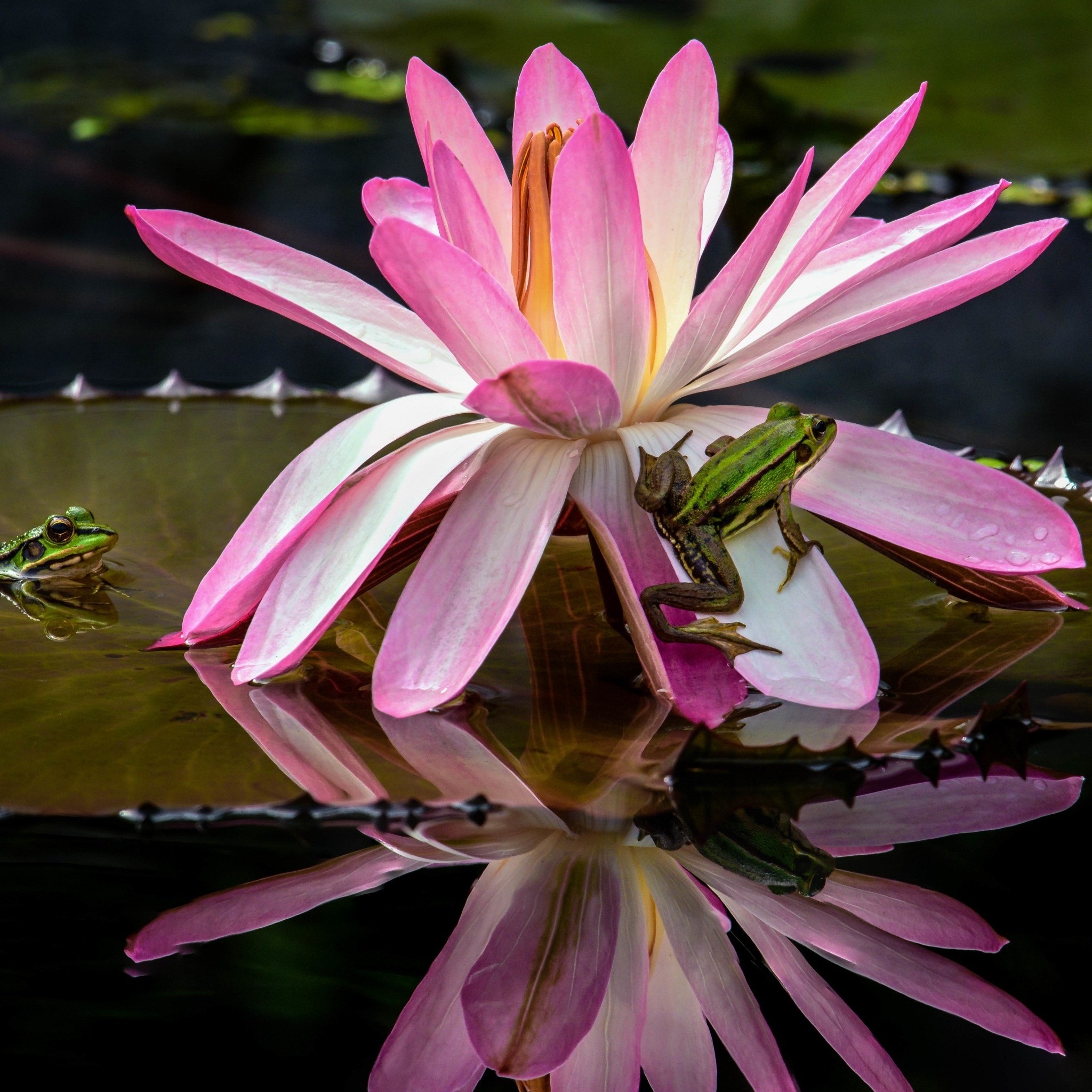 frogs_water_lily_flower_wallpaper