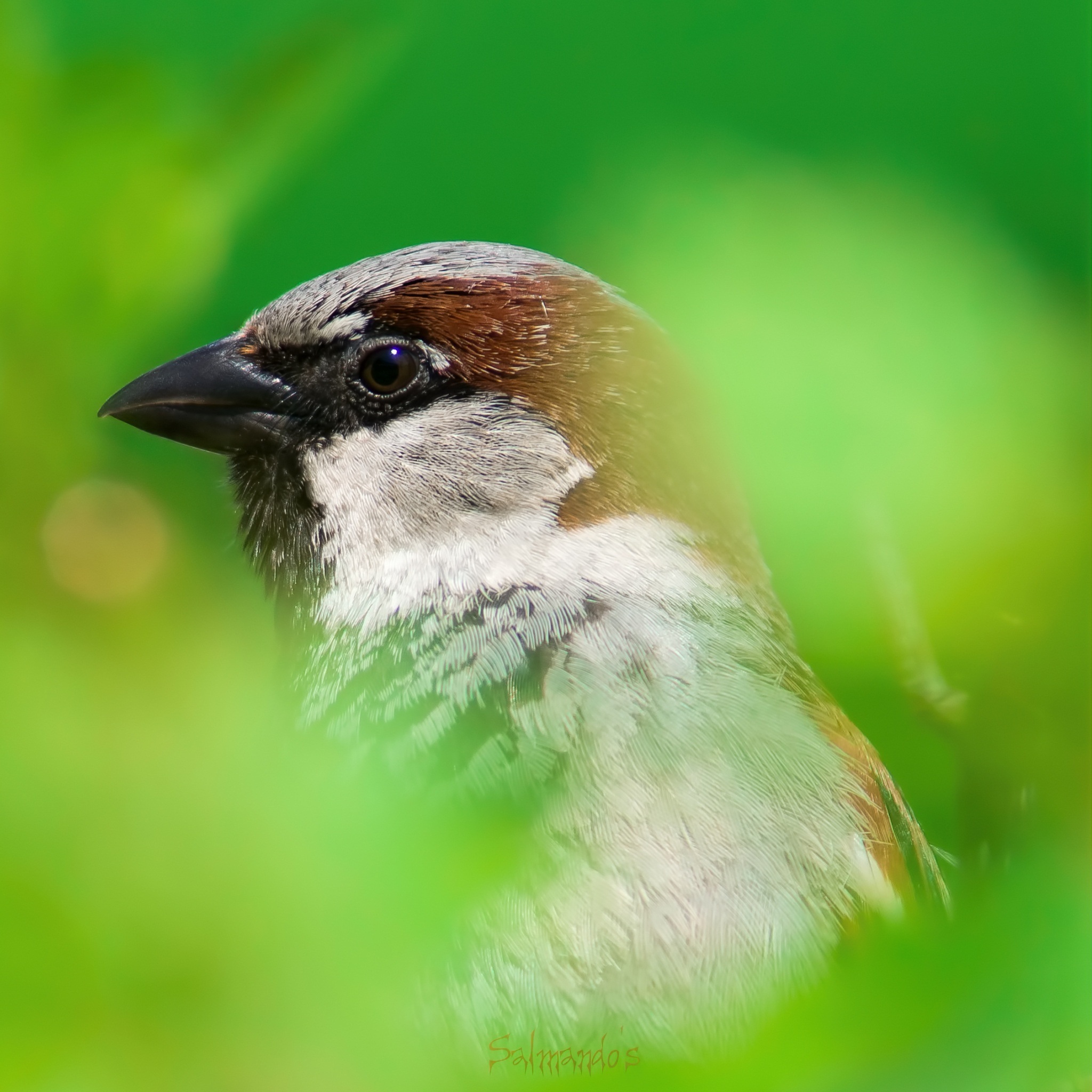 house_sparrow_wallpaper