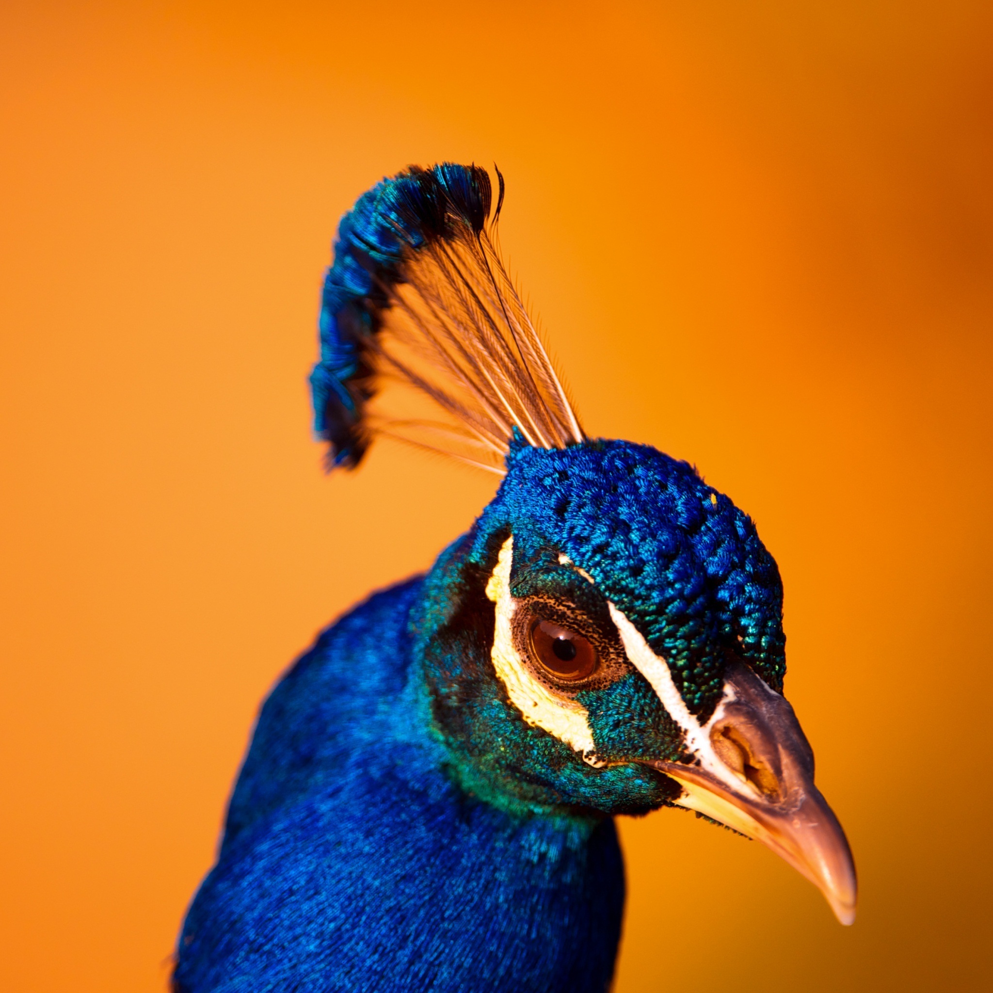 peacock_head_wallpaper