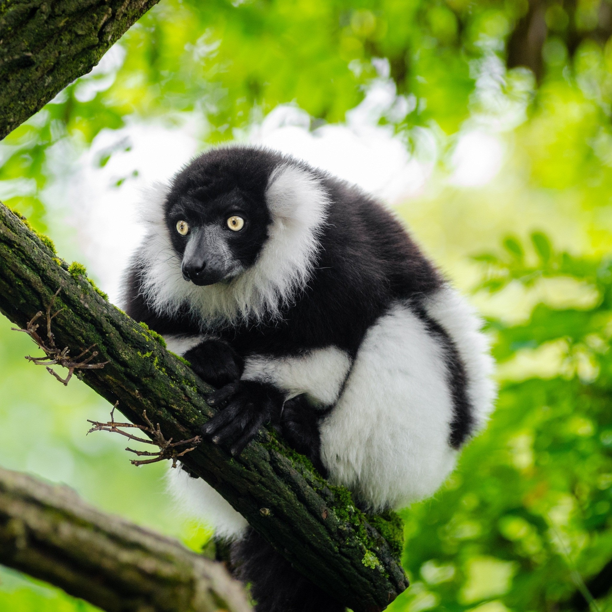 ruffed_lemur_wallpaper