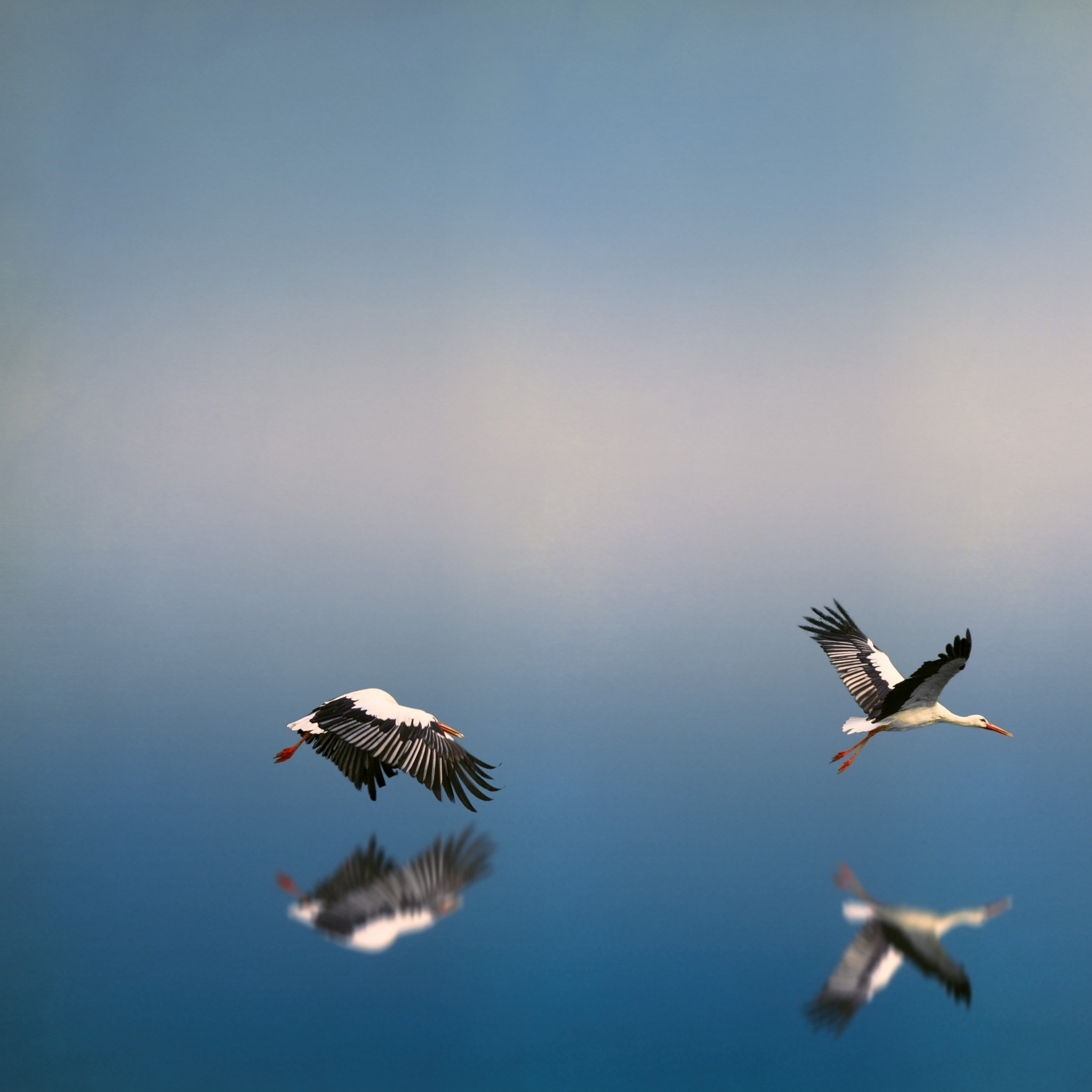 white_storks_flying_above_the_water_wallpaper