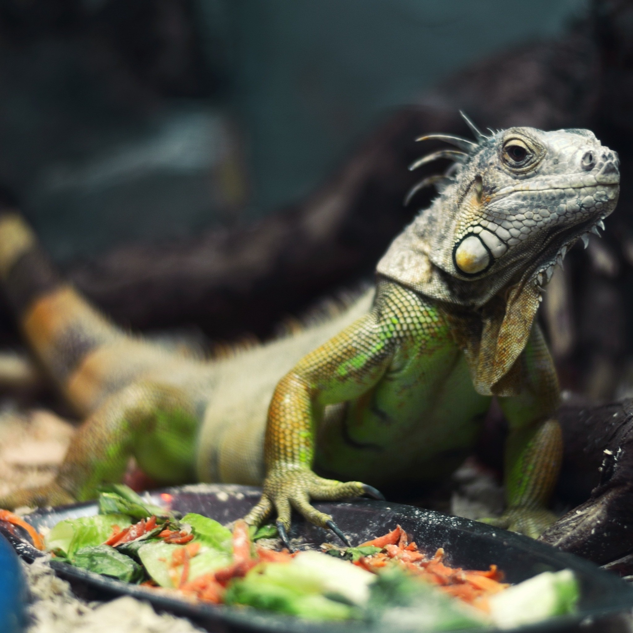 armenia_lizard_wallpaper