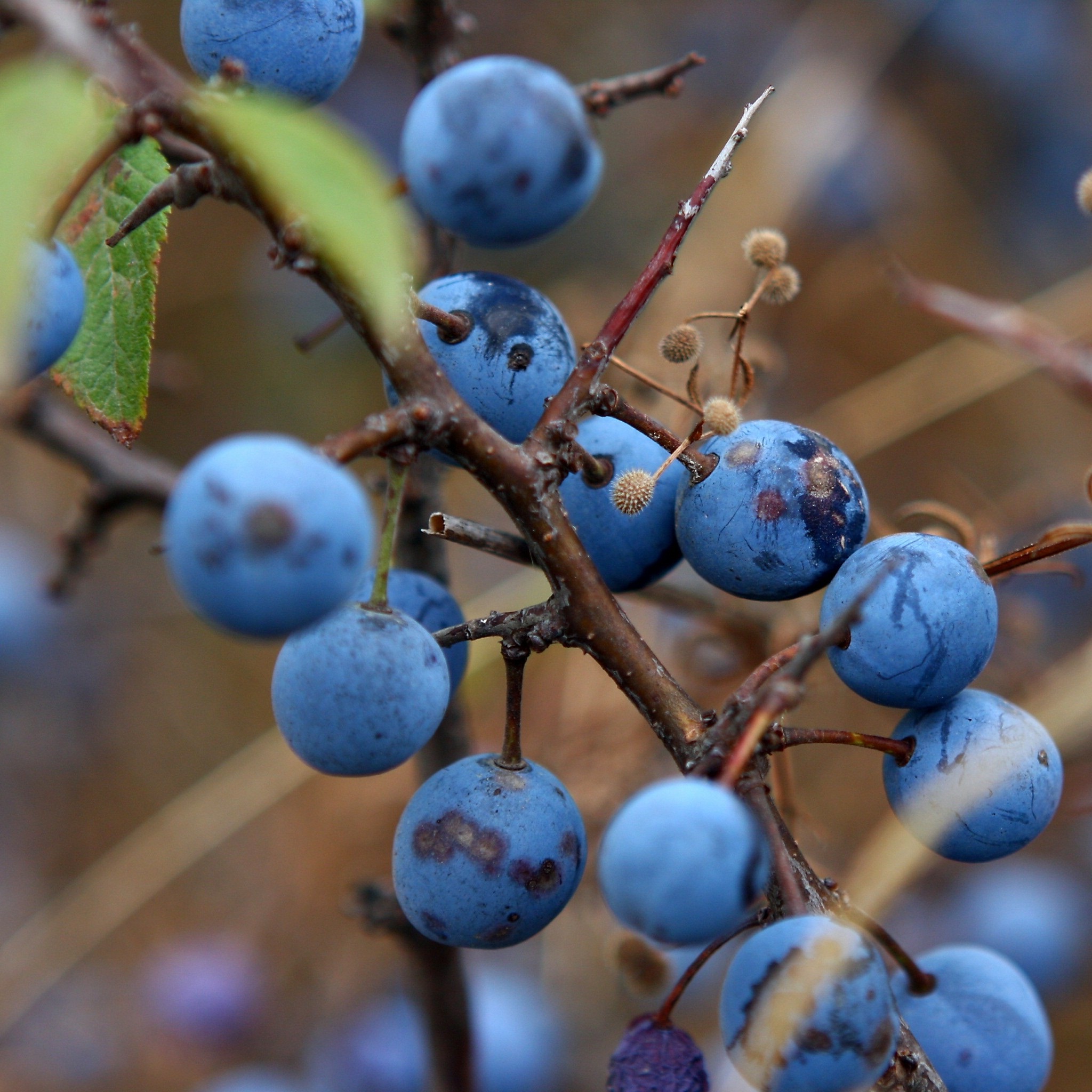 blue_berry_wallpaper