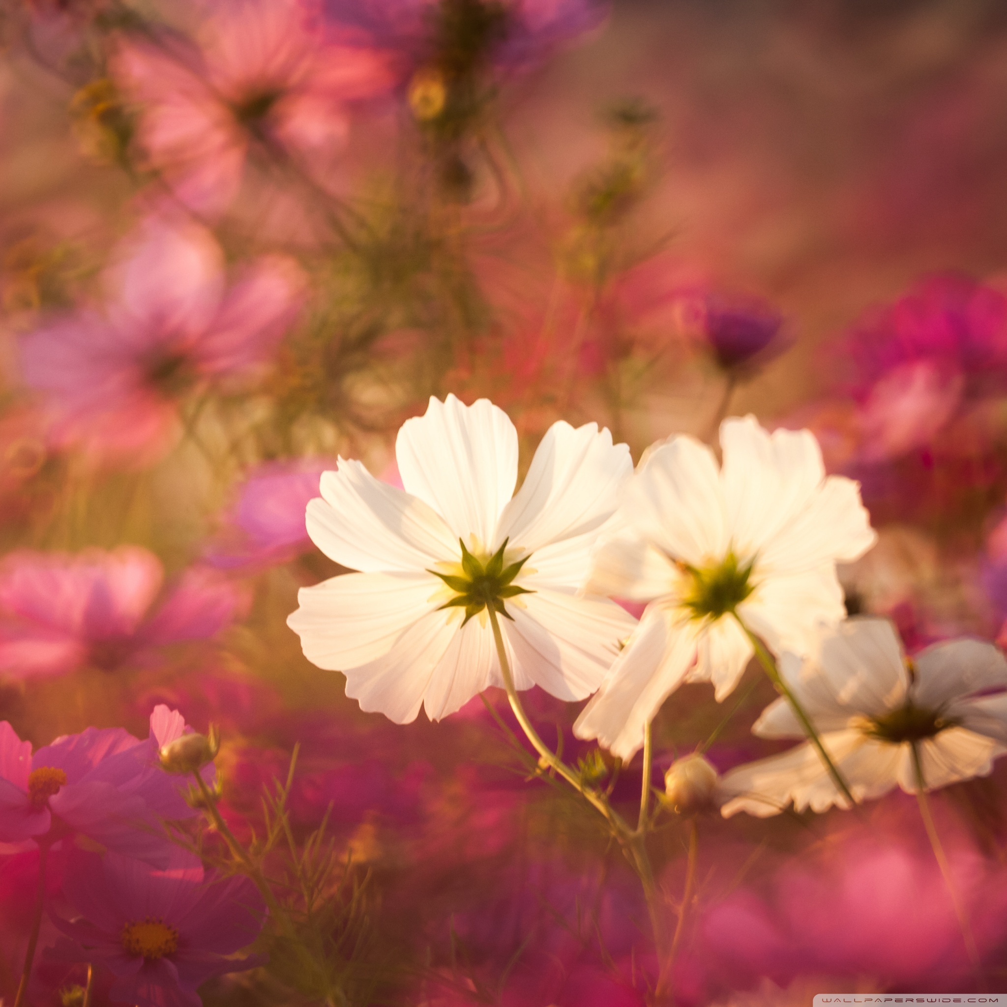 cosmos_flowers_in_garden_wallpaper