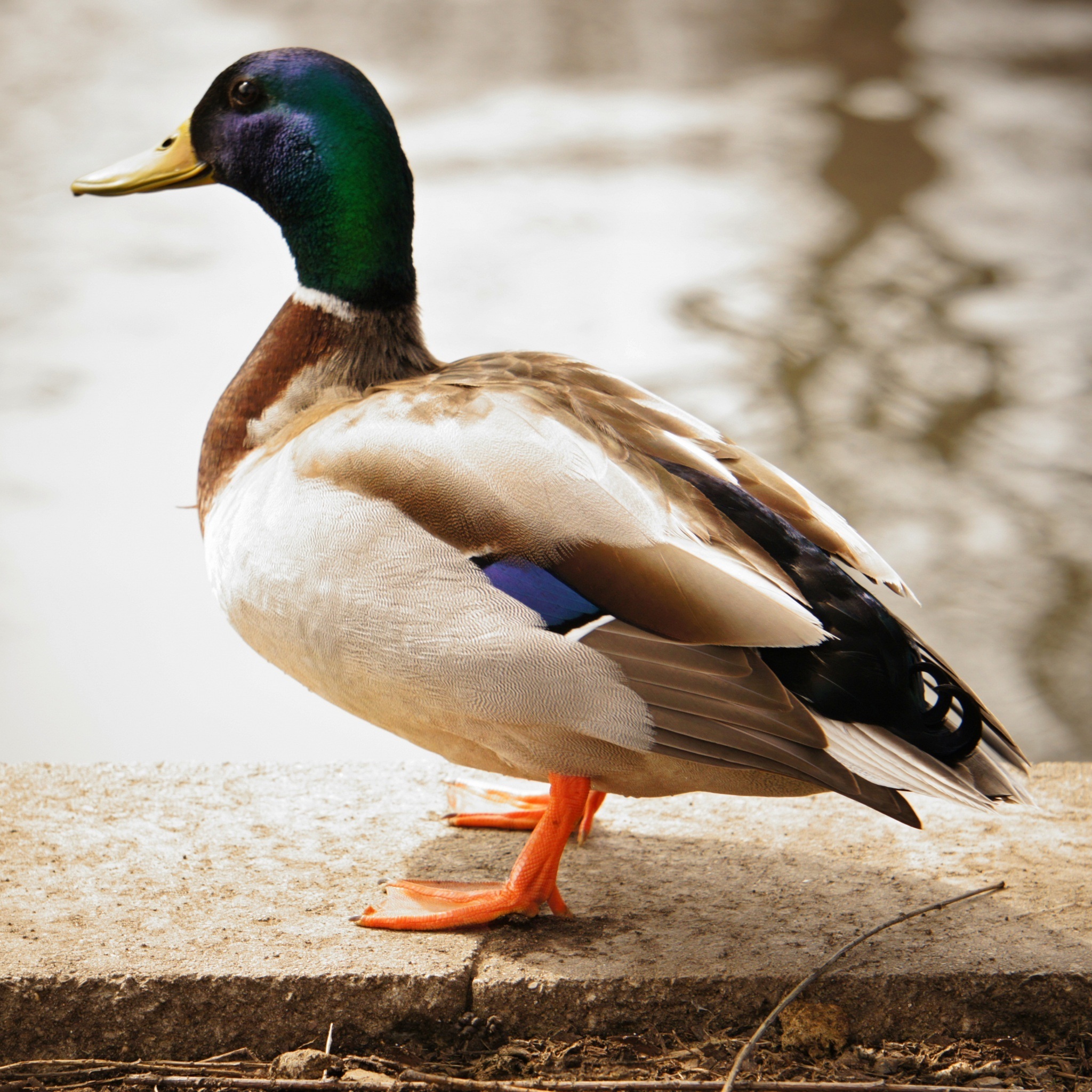 duck_3_wallpaper
