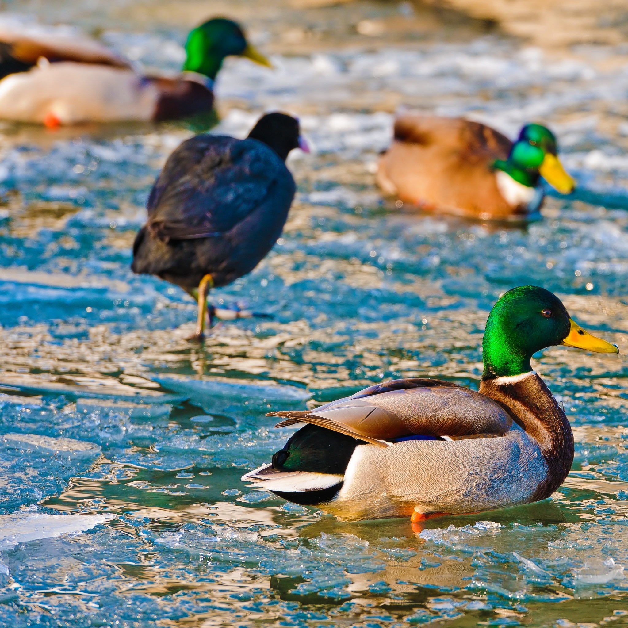 ducks_on_frozen_water_wallpaper
