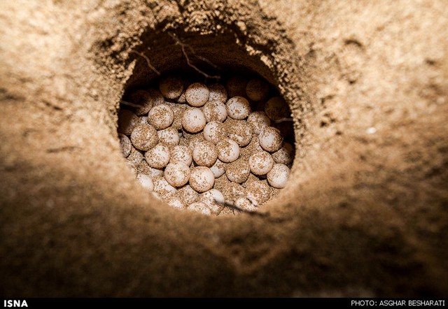 تخم لاک پشت Turtle Egg