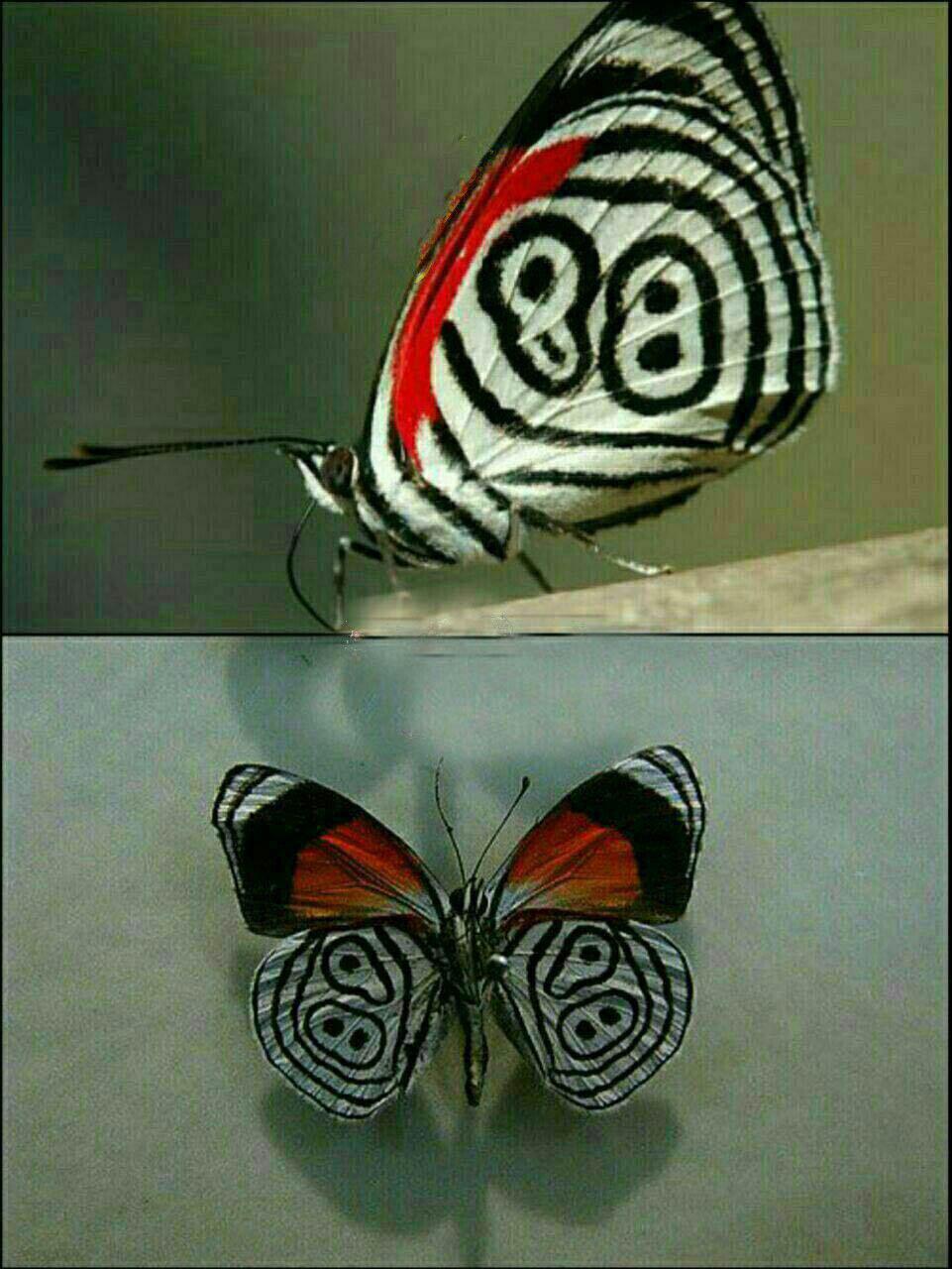 پروانه89 mathkhooneh.ir
