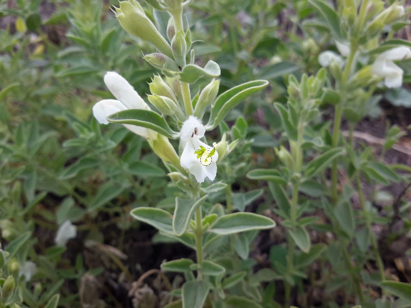 200گرمی  زرین گیاه Golden plant