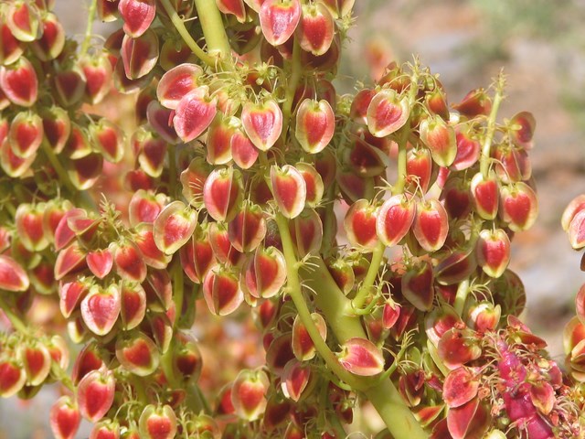 150 گرمی  گل ریواس Rhubarb Flower