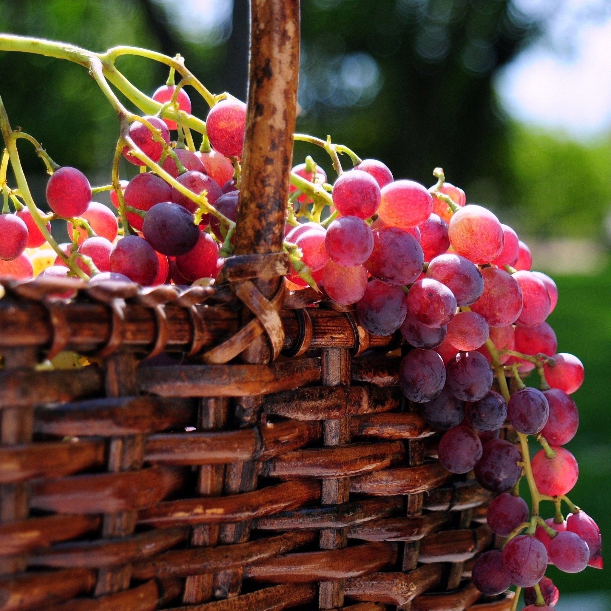grape_basket_wallpaper