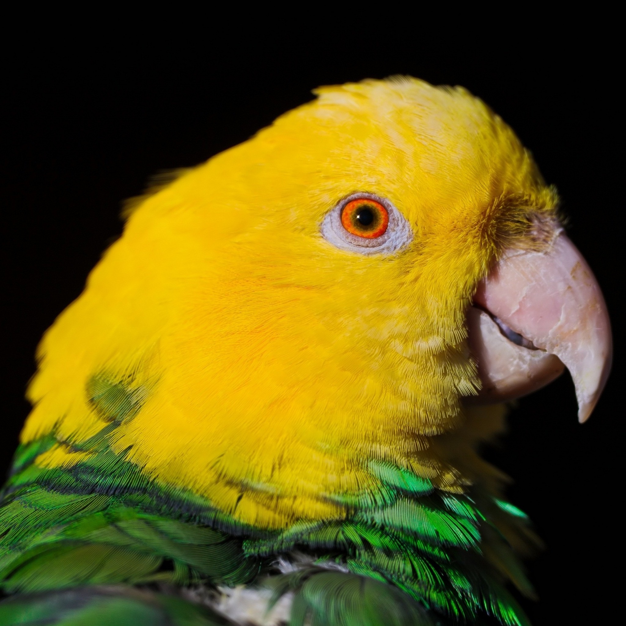 green_and_yellow_parrot_wallpaper