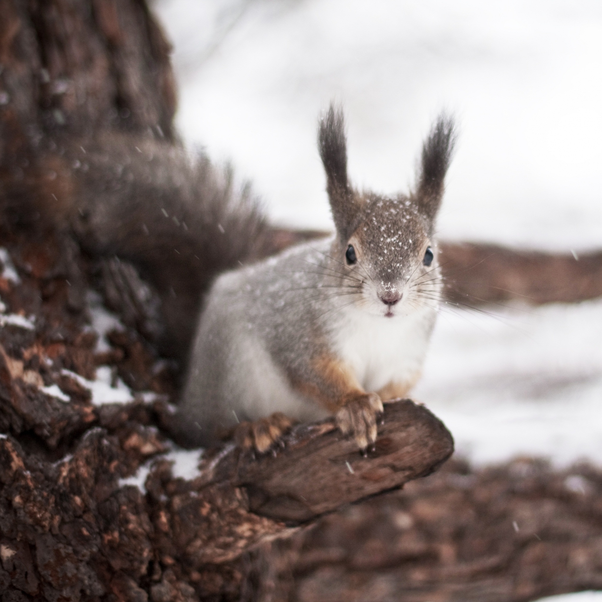 squirrel_winter_wallpaper