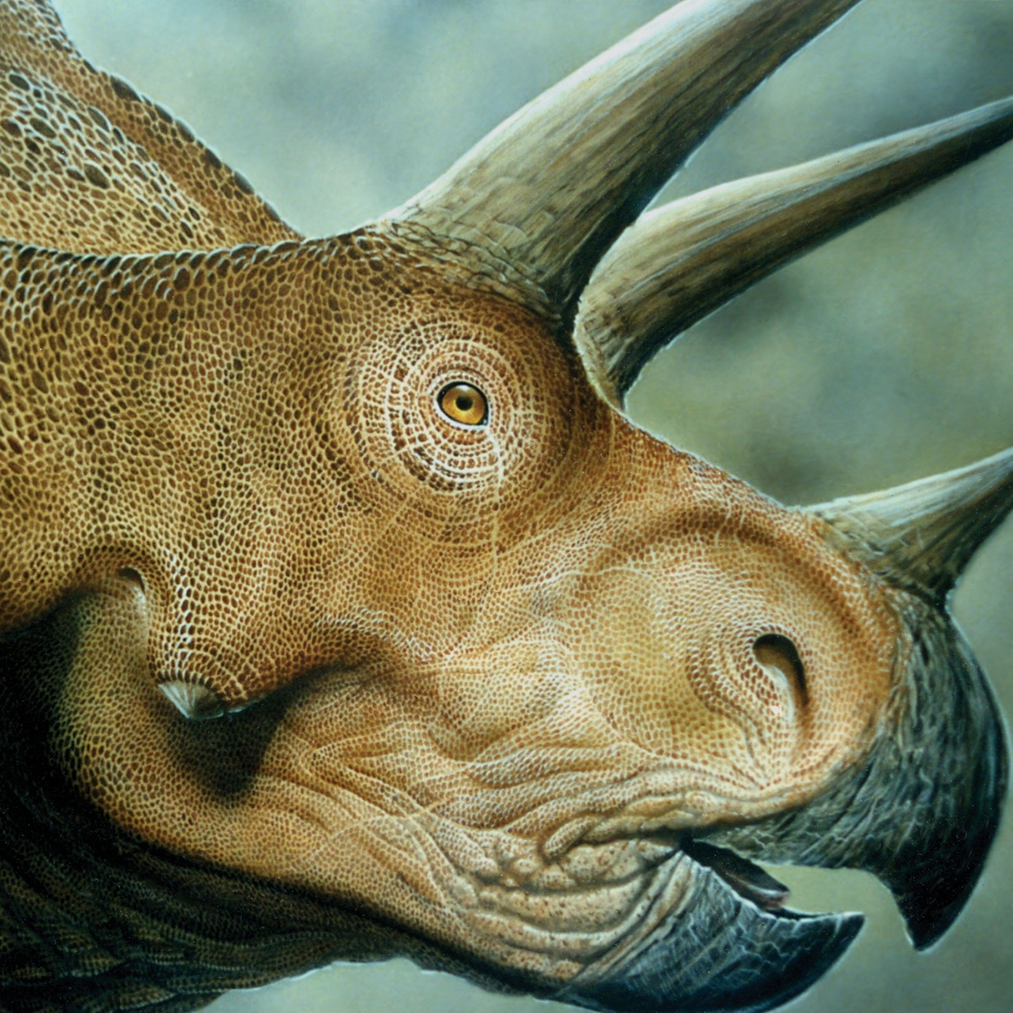 triceratops_wallpaper