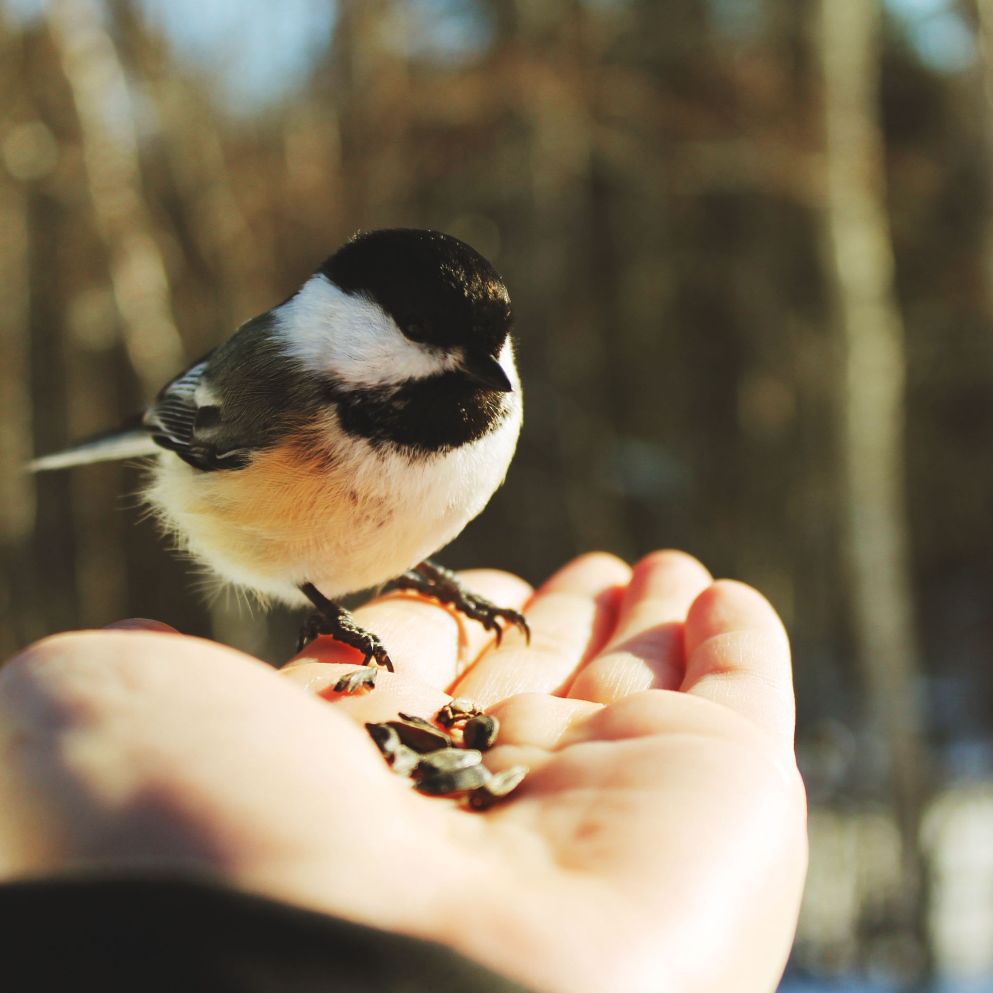 wild_bird_wallpaper