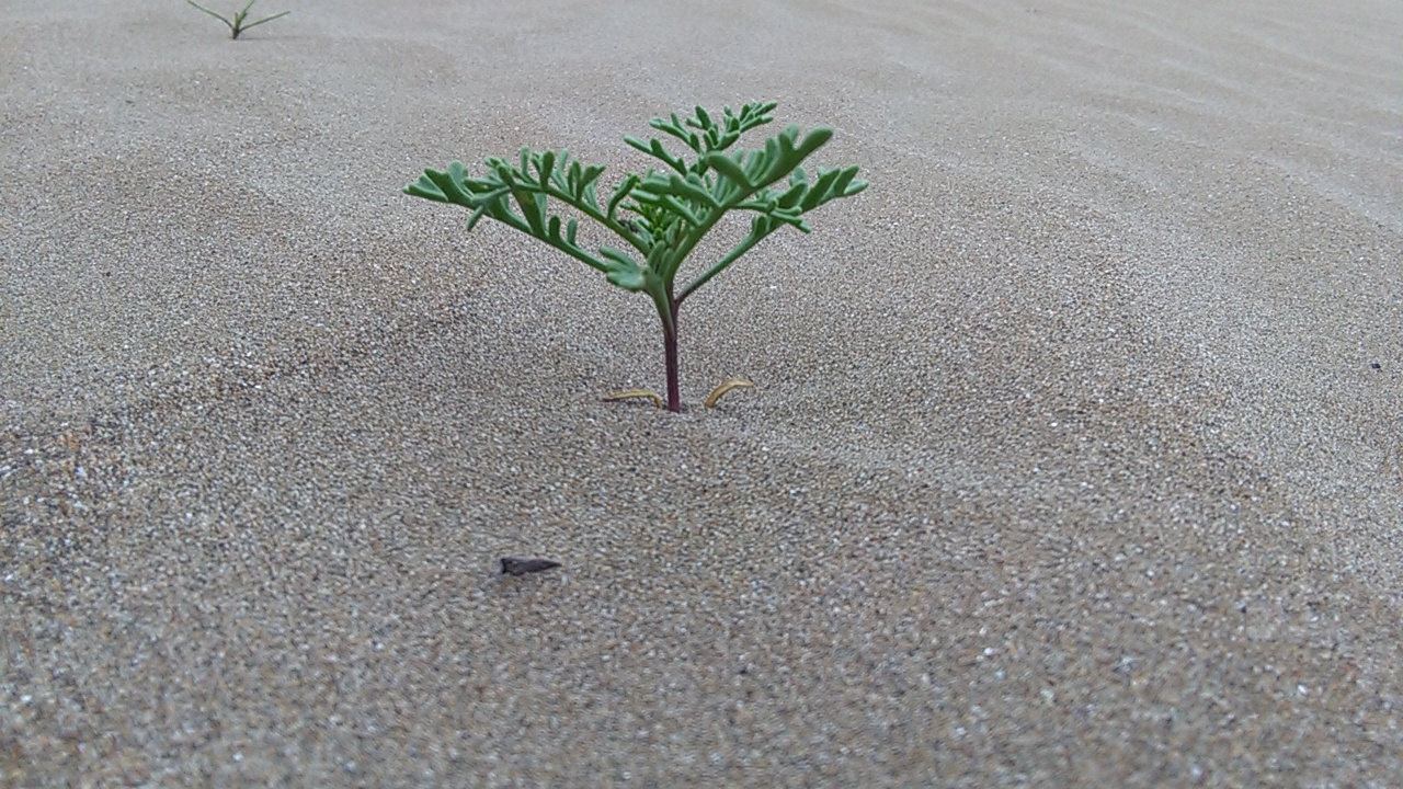 1_31_.jpg (1280×720)