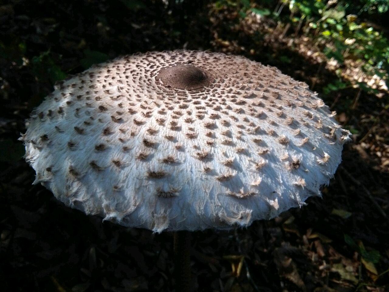 1_2_.jpg (1280×960)