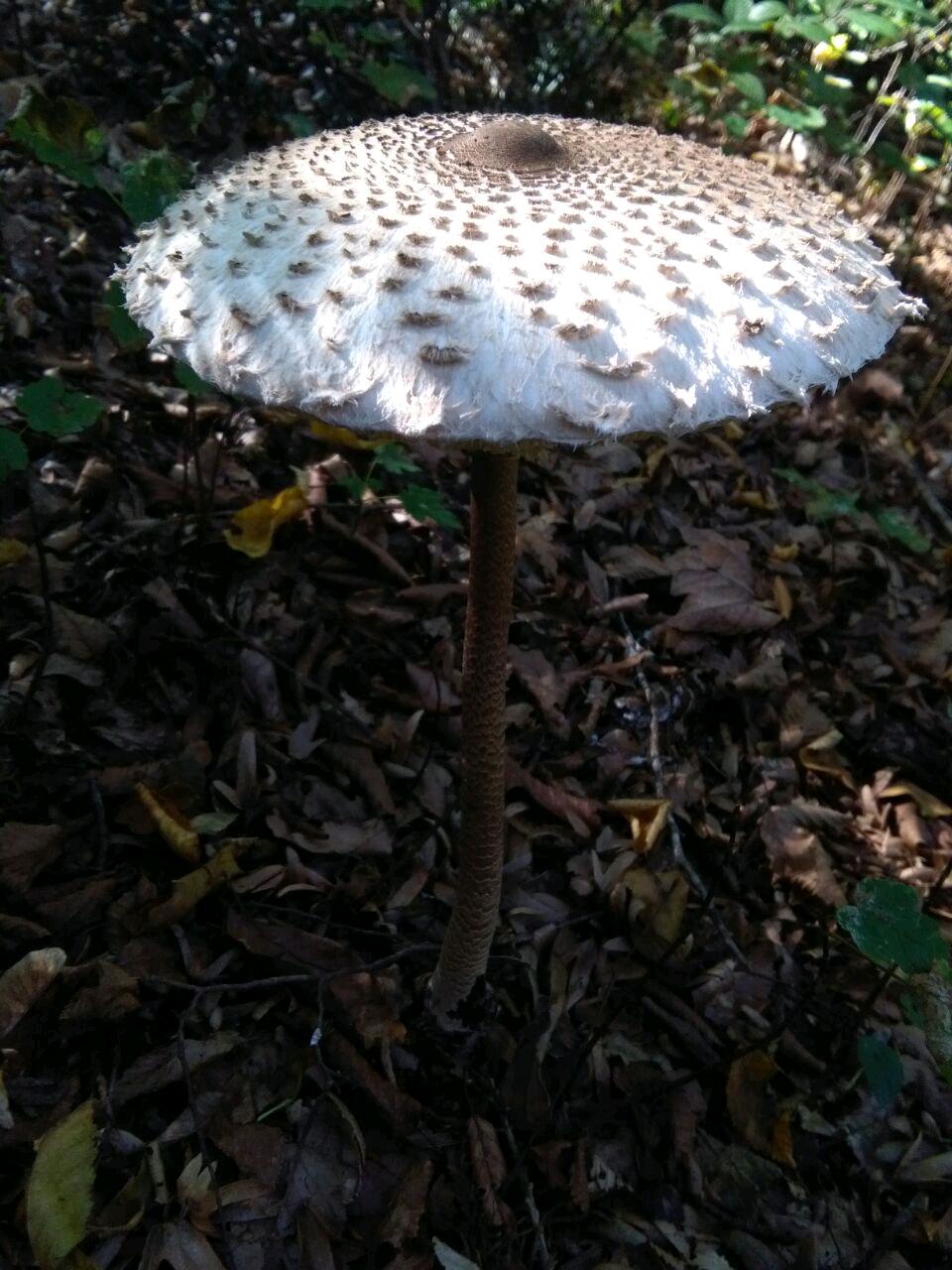 1_4_.jpg (960×1280)