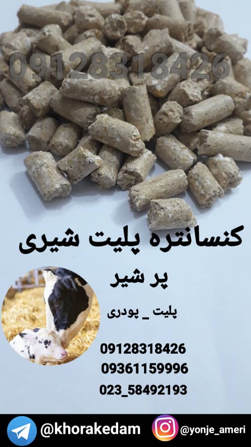 کسنسانتره شیری پر شیر کنسانتره گاو شیری پر شیر