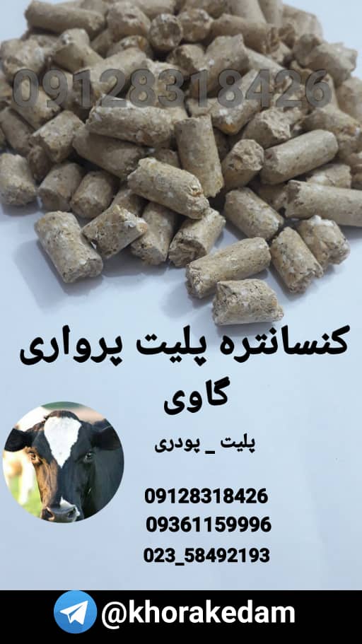 کنسانتره گاو پرواری پلیت 