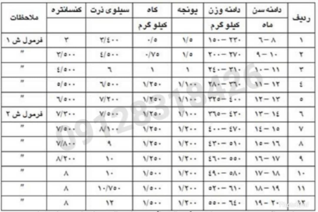 جدول جیره گاو پرواری