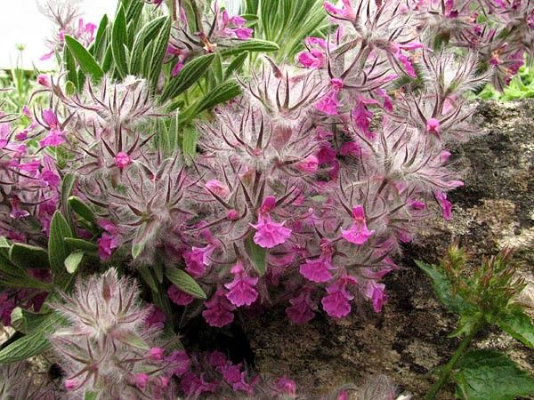 چای کوهی