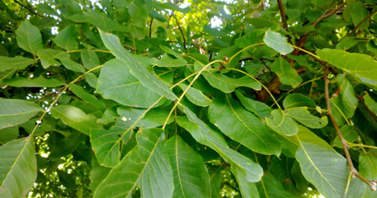 برگ گردو