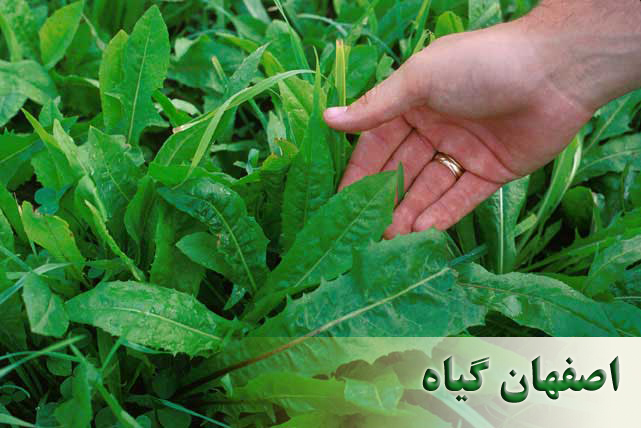 کاسنی