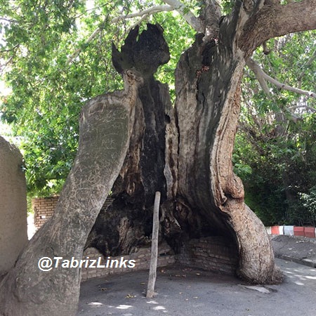 درخت چنار خامنه