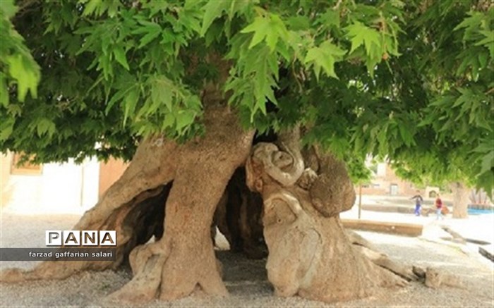 درخت نعل بند