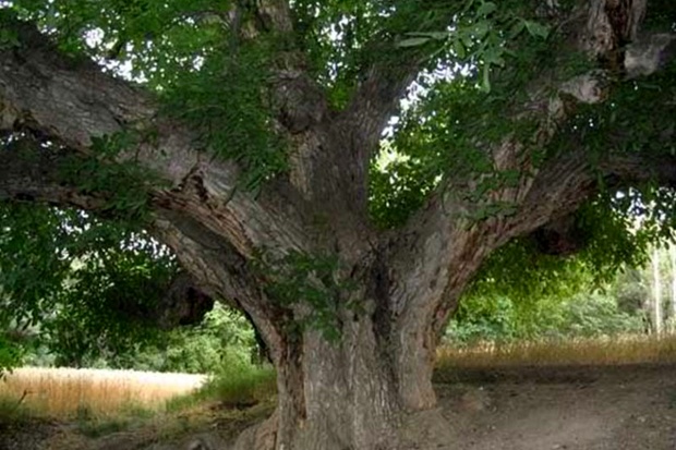 درخت پیر آذربایجان
