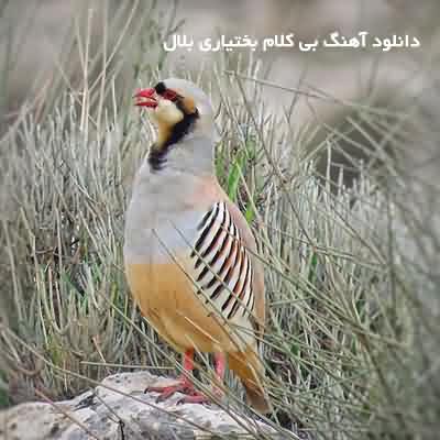 دانلود آهنگ بی کلام دی بلال دانلود آهنگ بی کلام دی بلال
