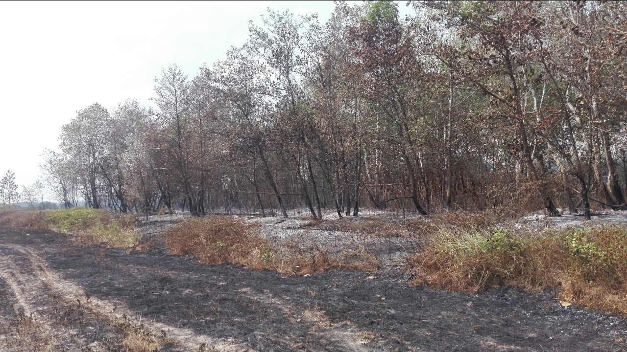 جنگلهای سوخته حاشیه سپیدرود