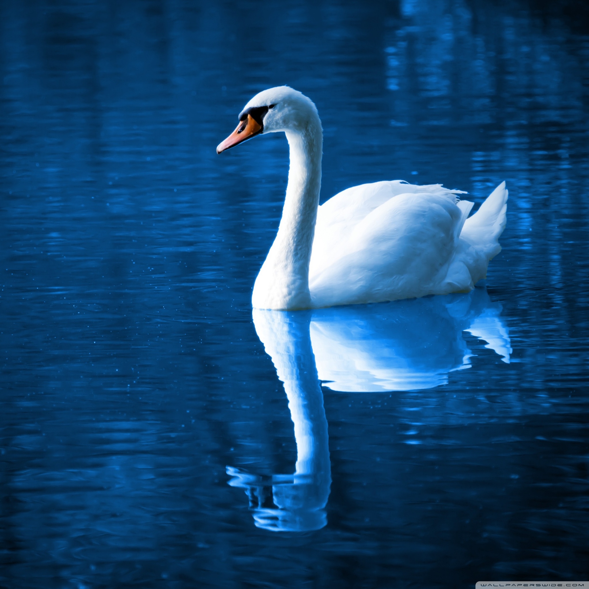 beautiful_swan_2_wallpaper
