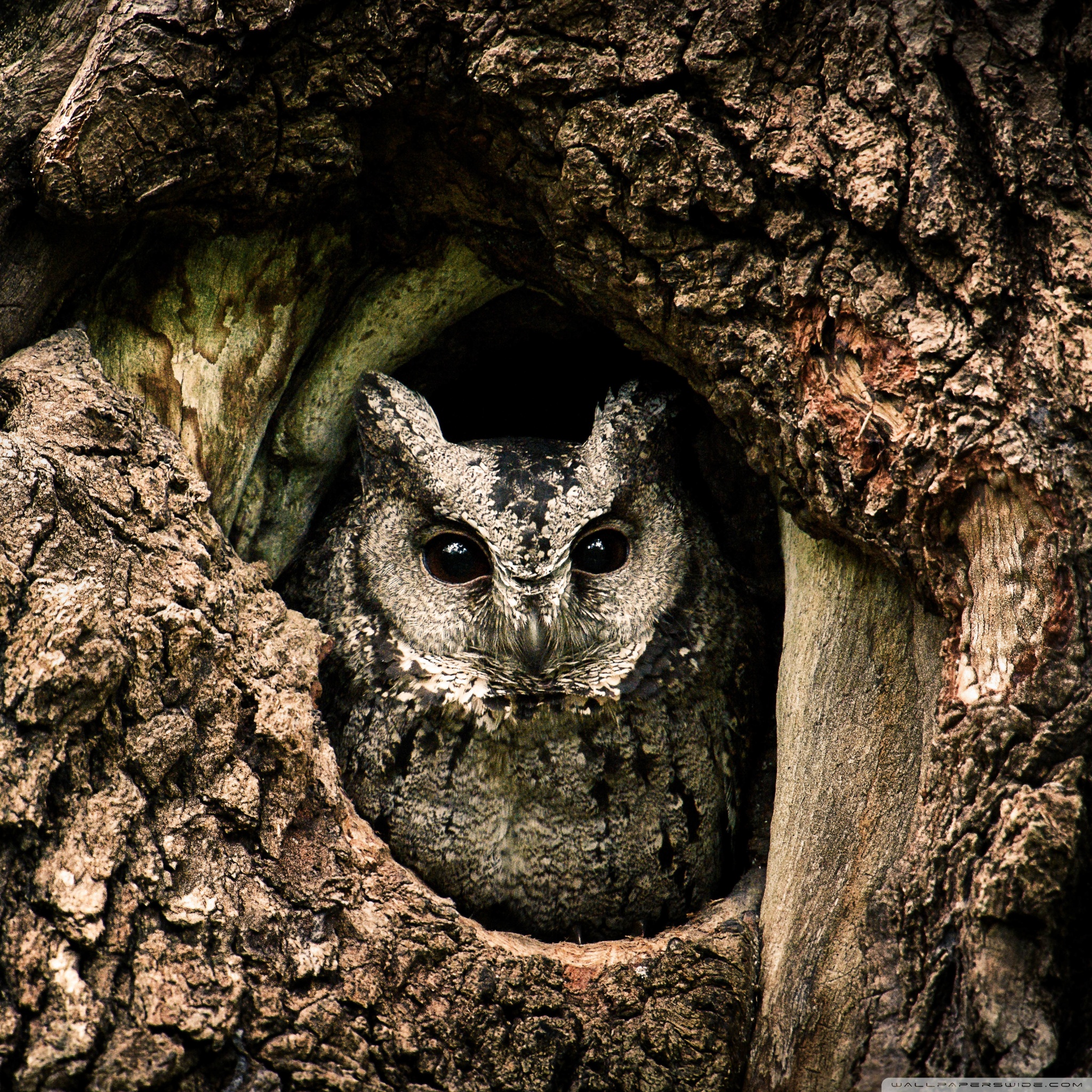 collared_scops_owl_nest_tree_hole_wallpaper