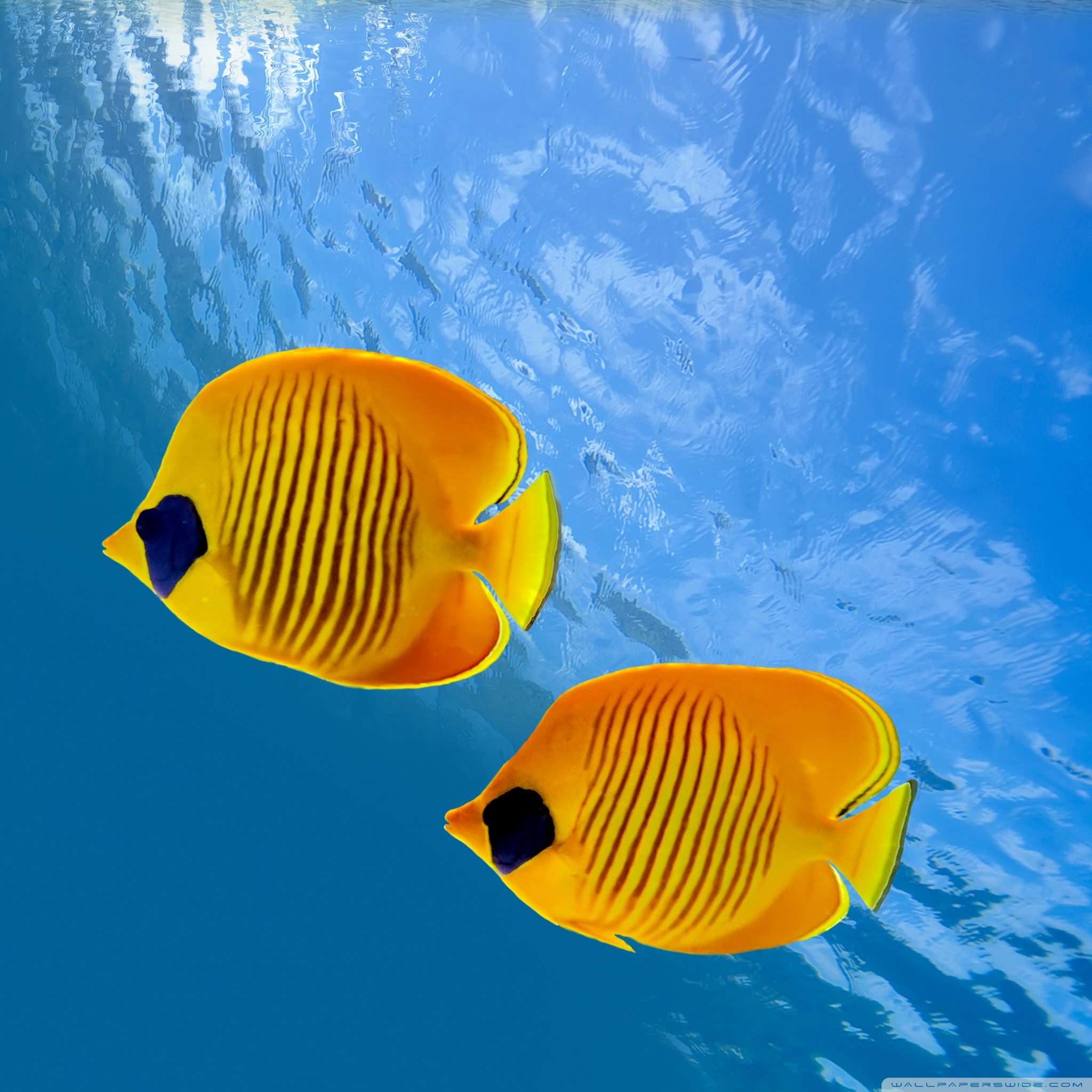 desktop_aquarium_wallpaper