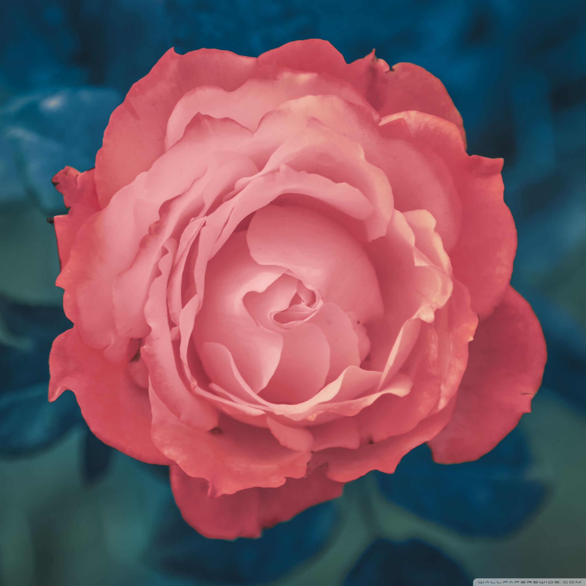 rose_gone_pink_wallpaper