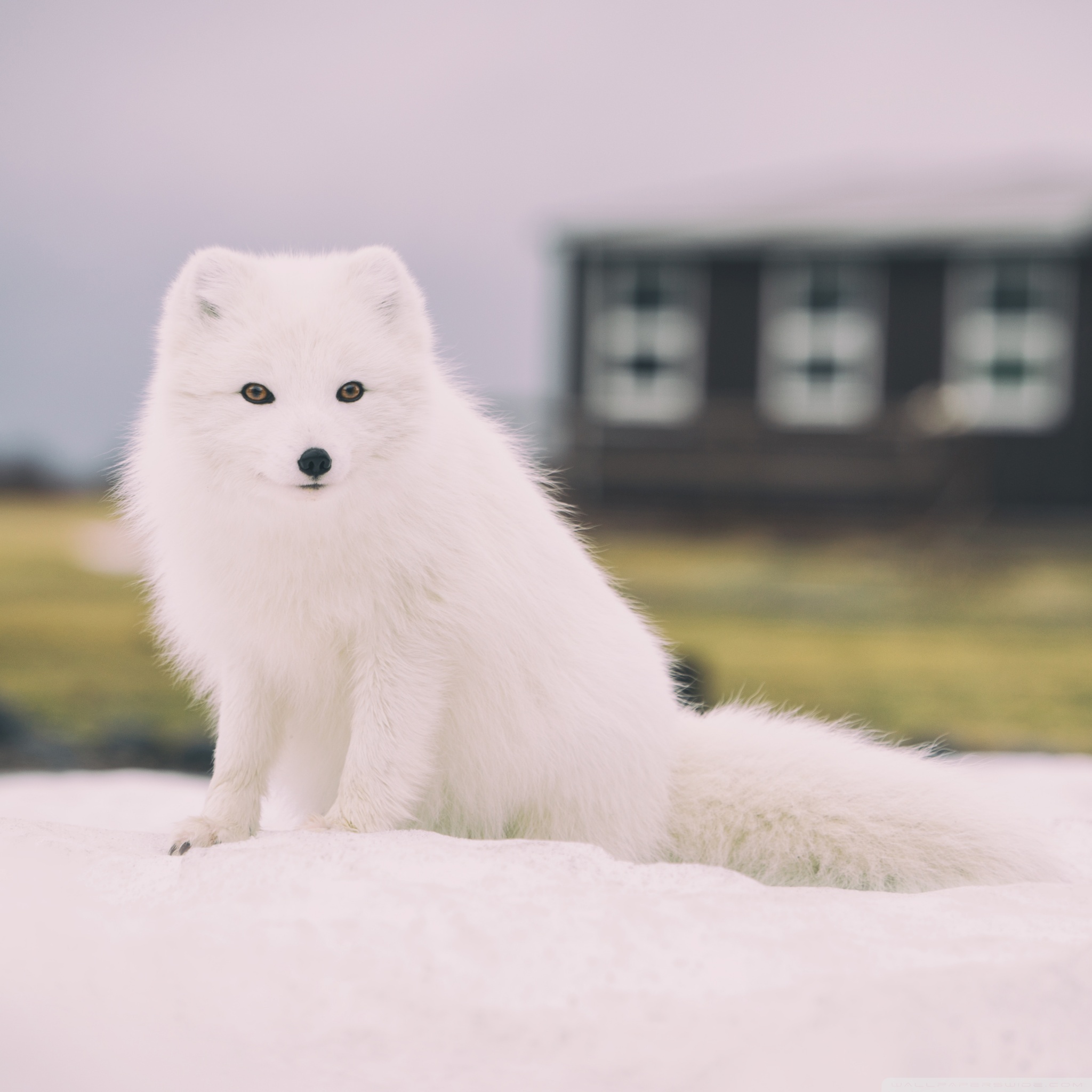 snow_fox_animal_wallpaper