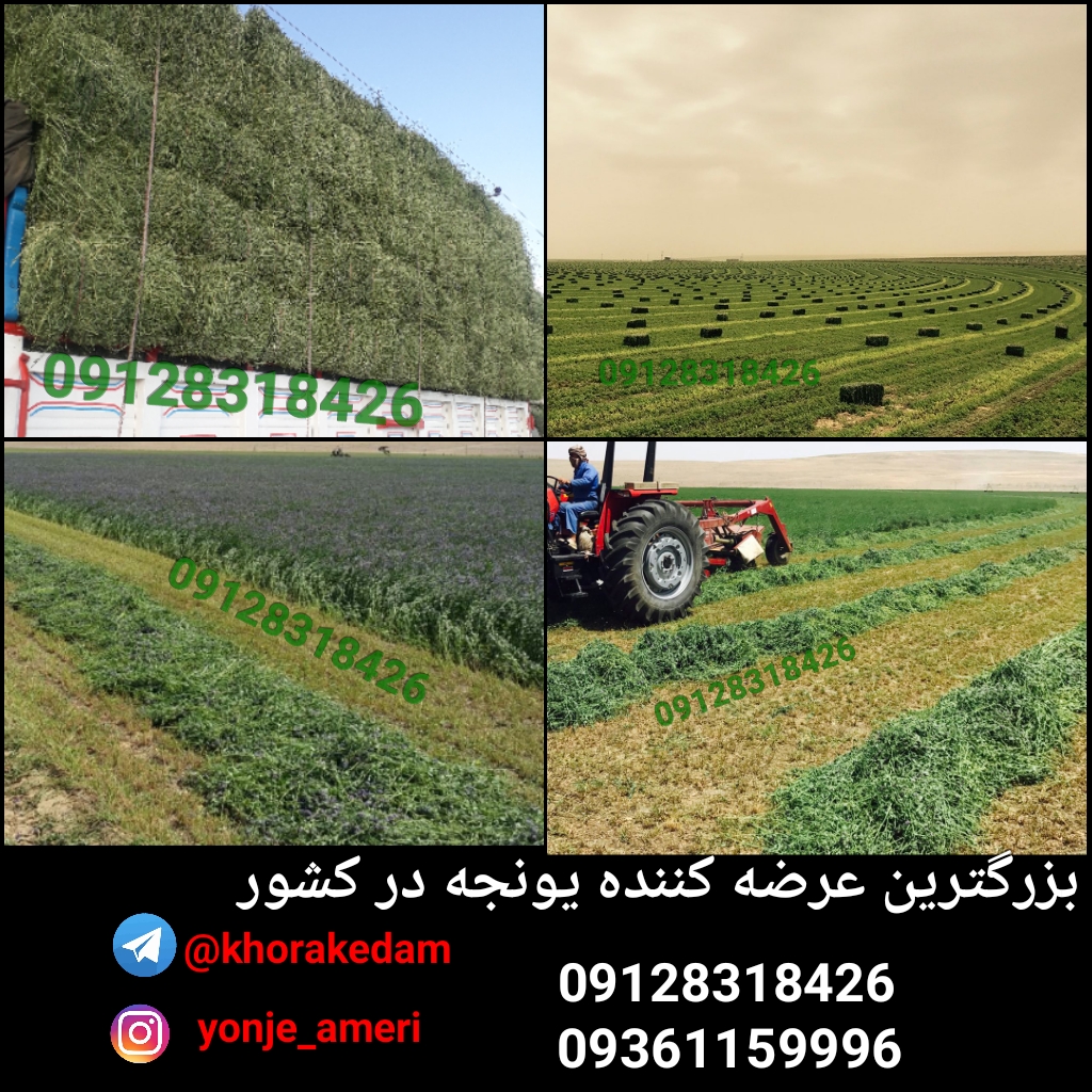 فروش یونجه و خرید یونجه