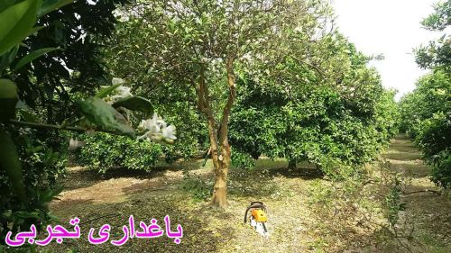 خشکیدگی شدید سرشاخه و قطع درخت