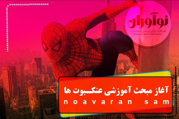 عنکبوت عنکبوت