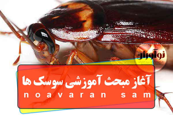 سوسک ها سوسک ها