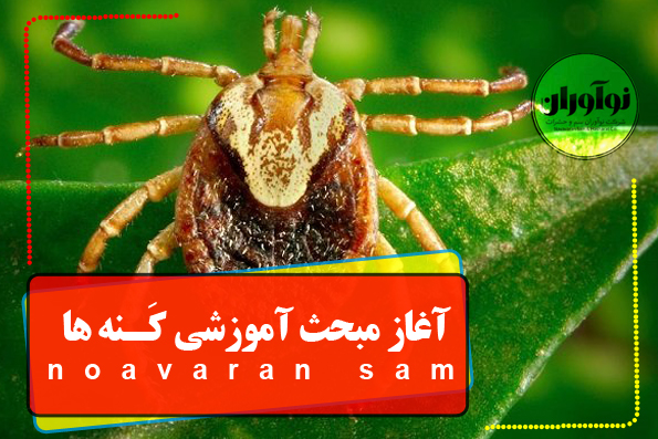 کنه کنه