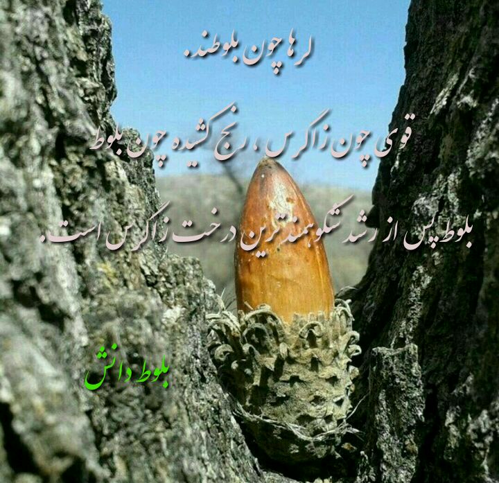 بلوط دانش