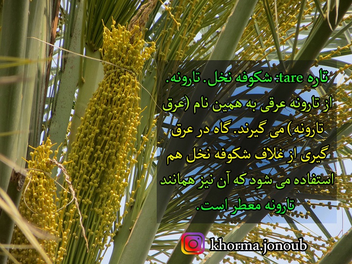 تاره نخل طاره