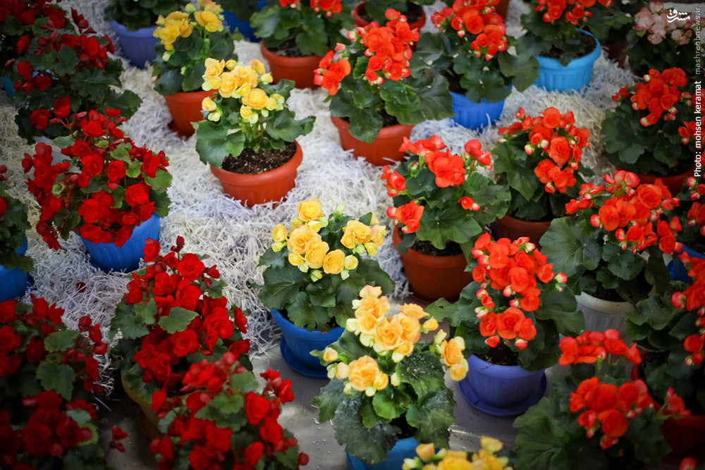 متد گل و گیاه رستمی جان